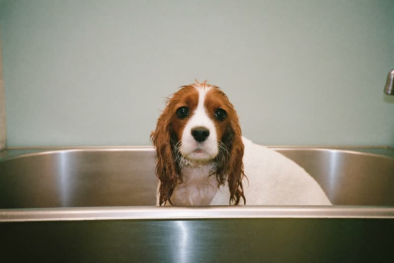 A spaniel standing calmly in a grooming bath