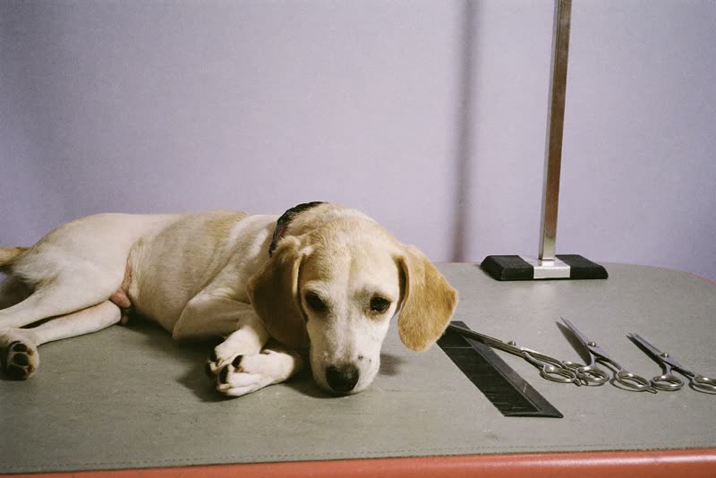 A small dog resting on a grooming table beside combs and scissors