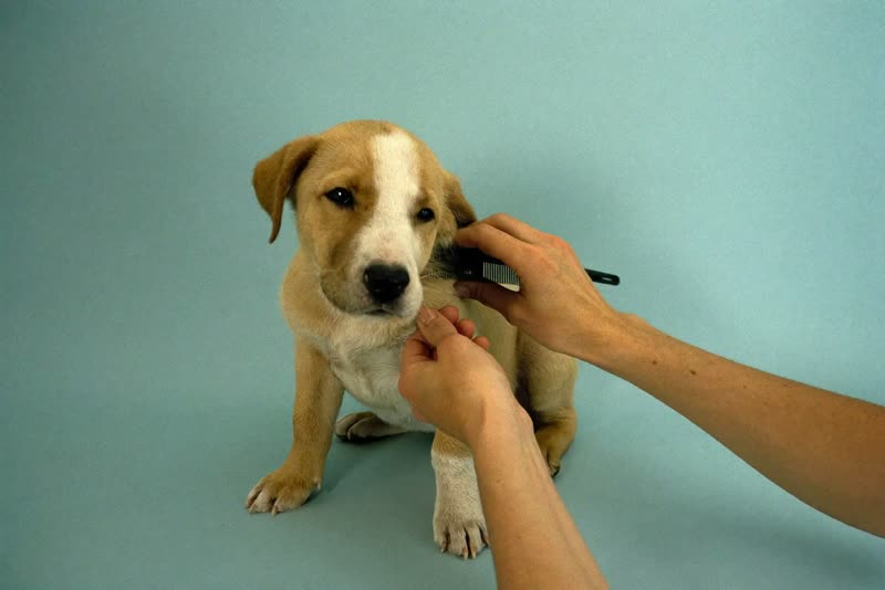 A puppy being gently combed behind the ear