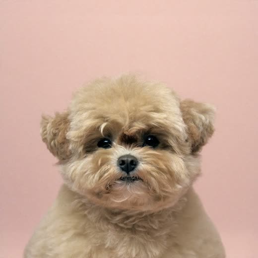 A cockapoo with a freshly trimmed coat