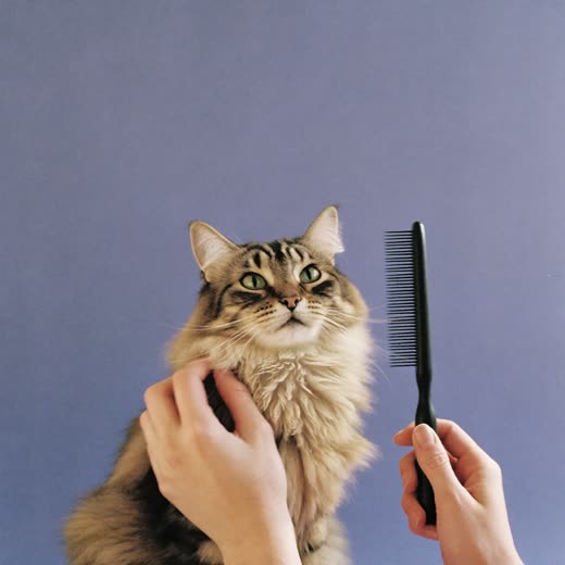 A long-haired cat being brushed