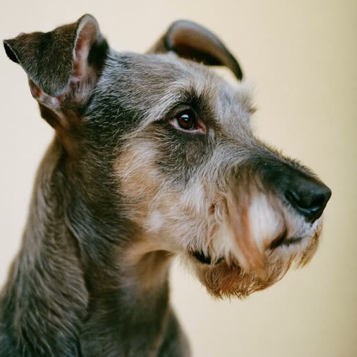 A schnauzer with a neatly tidied beard and eyebrows